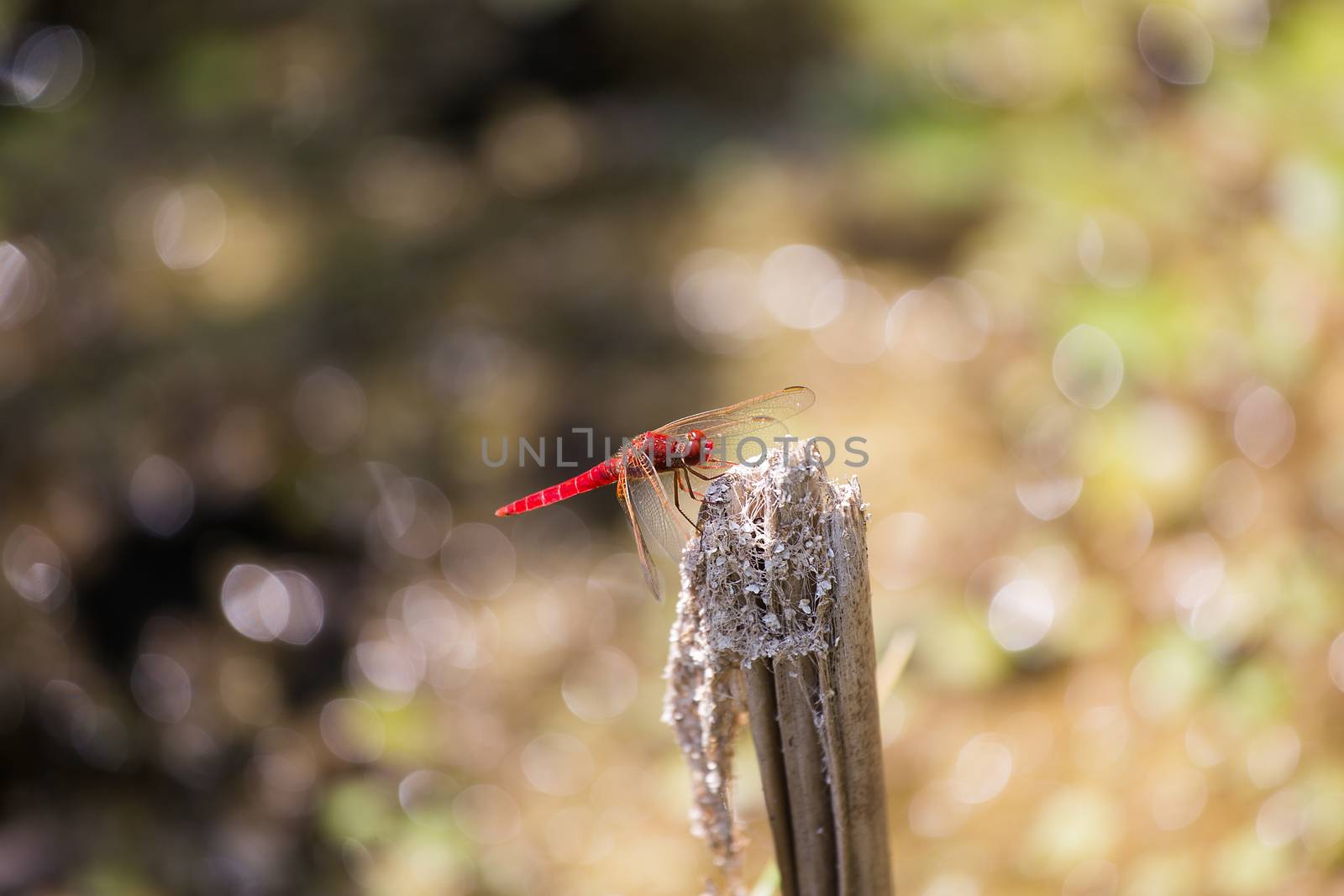 Red Scarlet dragonfly, Crocothemis erythraea on brunch, Damselfly, Dragonfly, Insect, Libellulidae, animal background