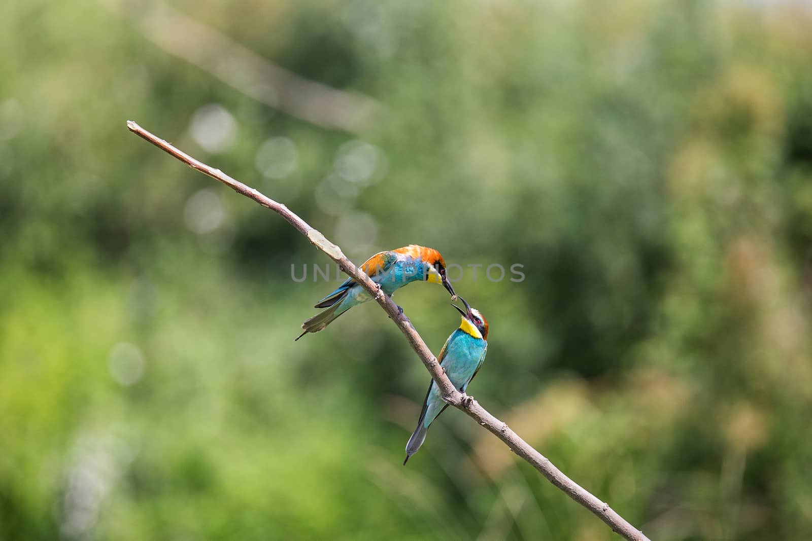 European Bee-eater courtship (Merops apiaster) - male with insect for female, Isola della Cona, Monfalcone, Italy, Europe