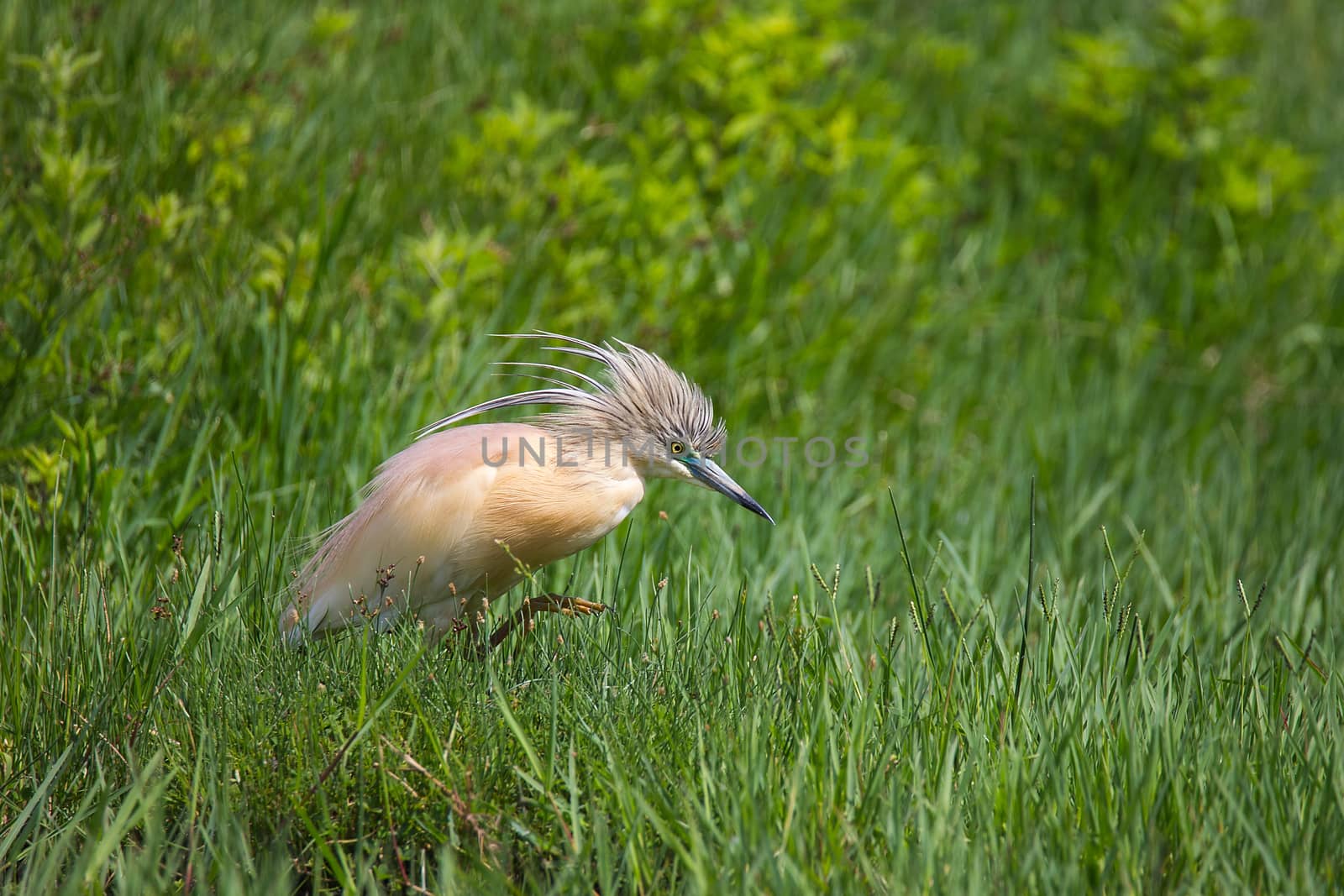 Squacco heron (Ardeola ralloides) looking for food on green grass by Tanja_g