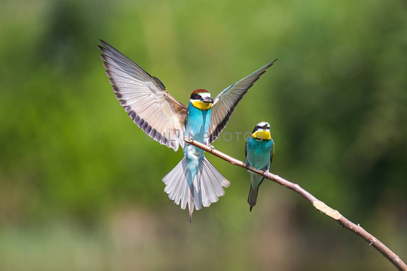 European Bee-eater fight (Merops apiaster) on brunch - Bird Male with Female, Isola della Cona, Monfalcone, Italy, Europe
