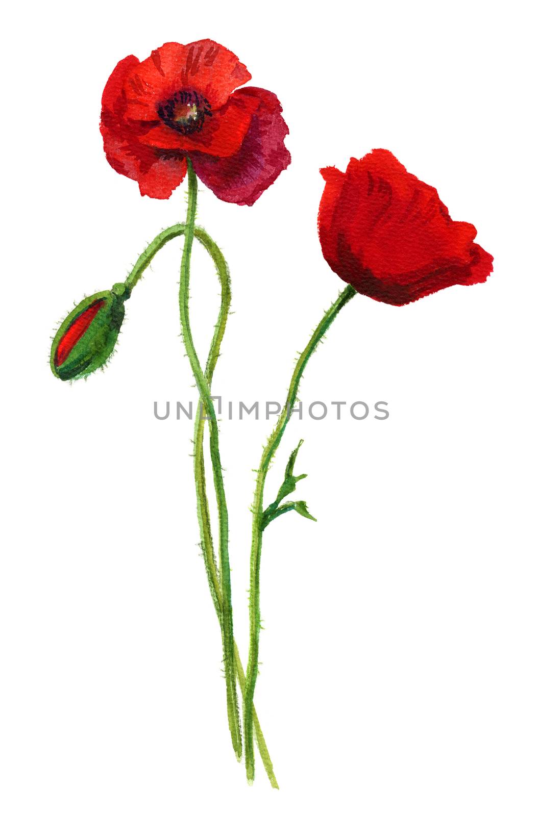 Watercolor red poppies bouquet. Hand painted floral illustration. Beautiful bright flowers by ESSL