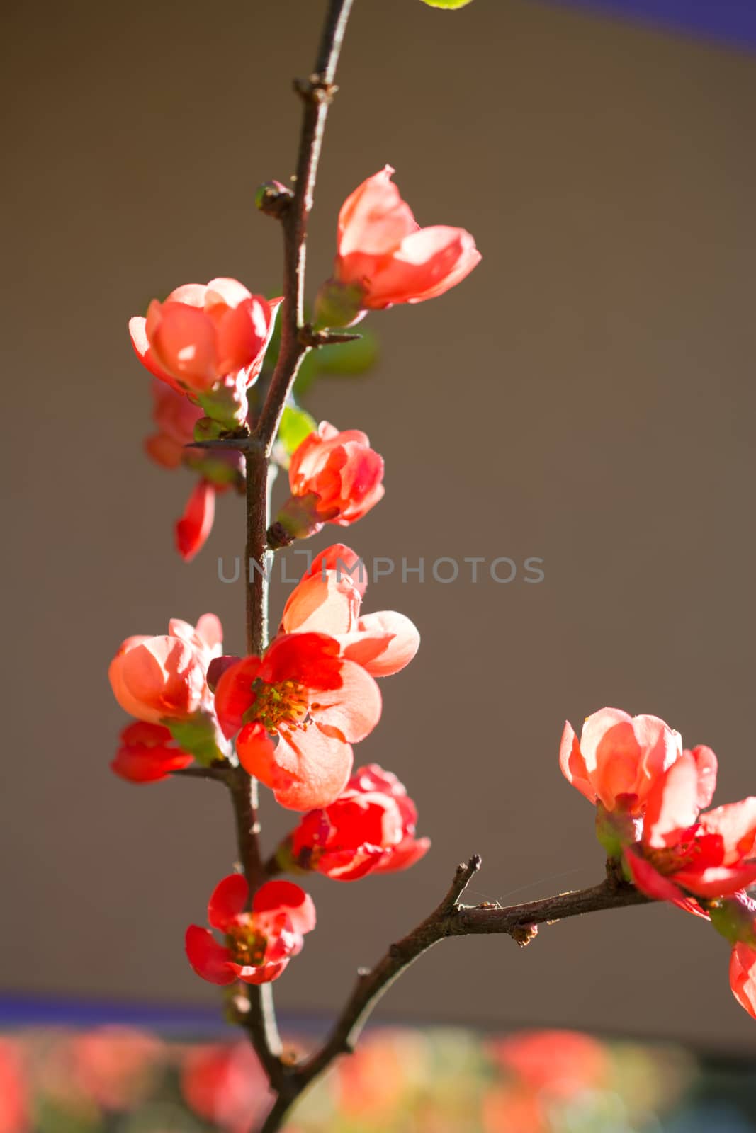 Tree bloom blossom beautiful flowers on a background