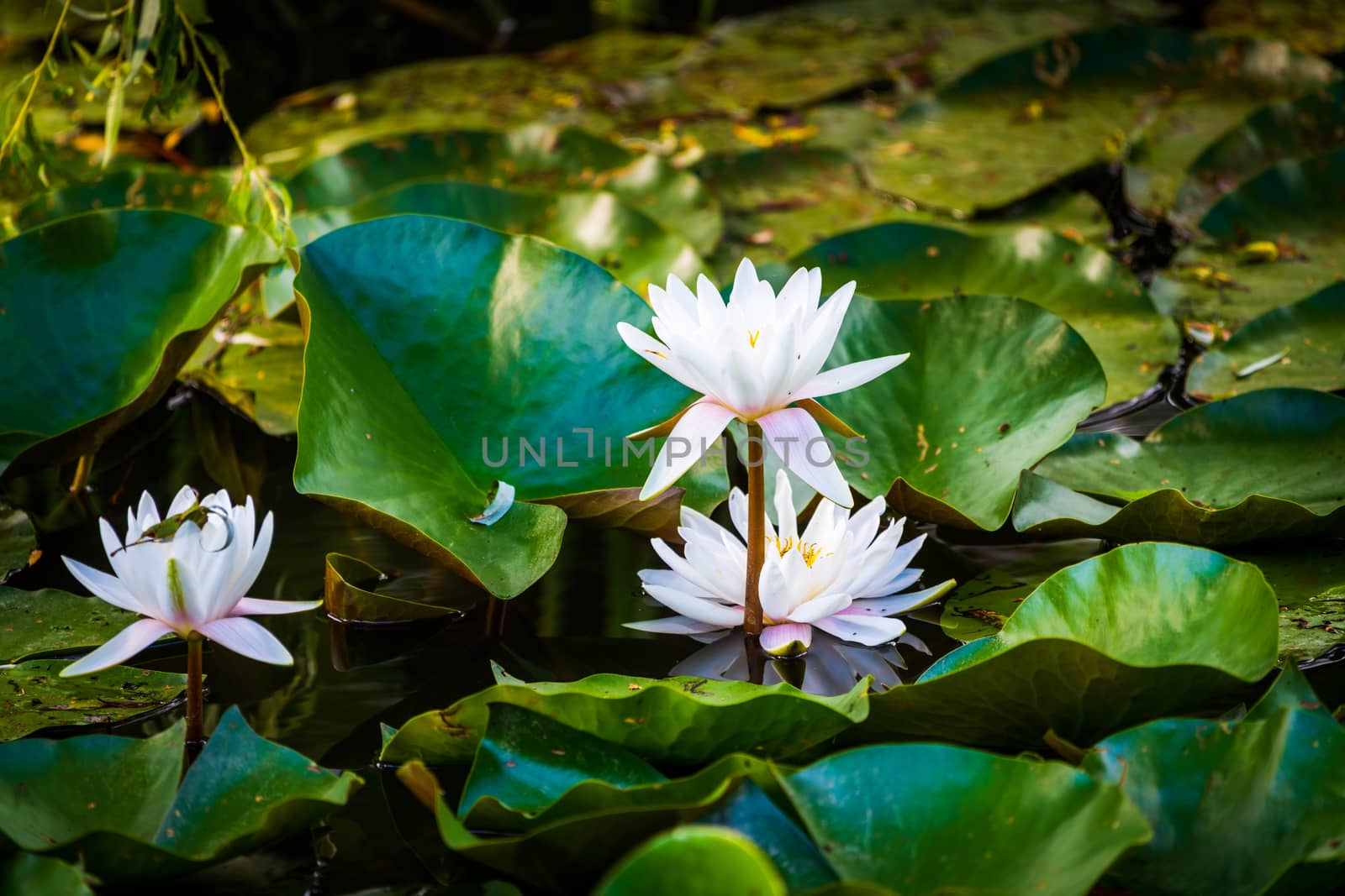Lotus Flowers in Pond, three blossoms, white with slight pink accent