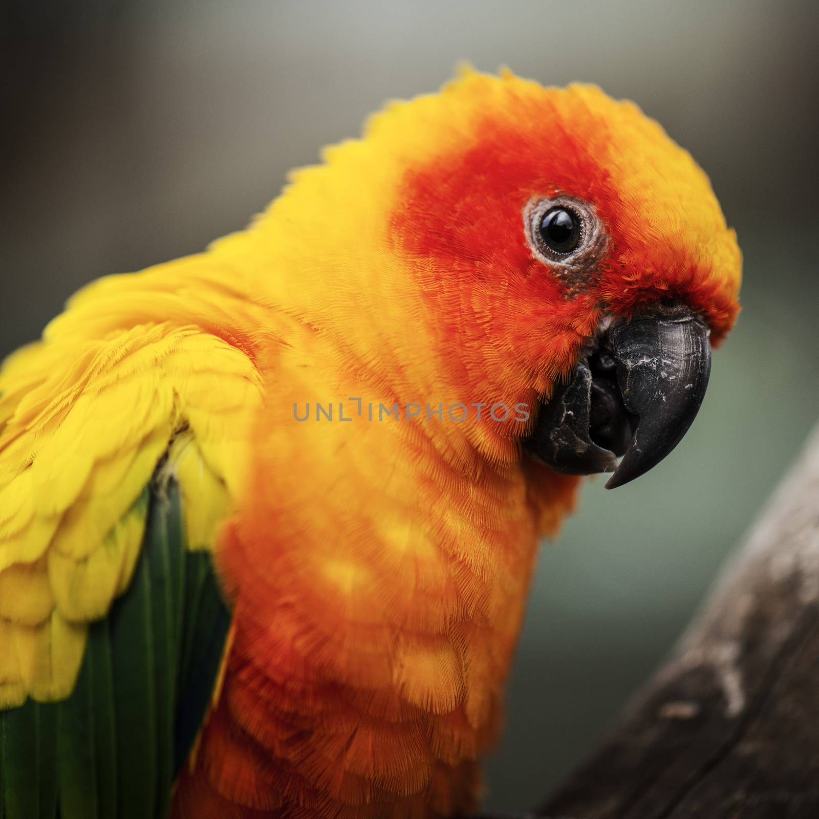 Close up of a bright coloured Sun Conure parrot.