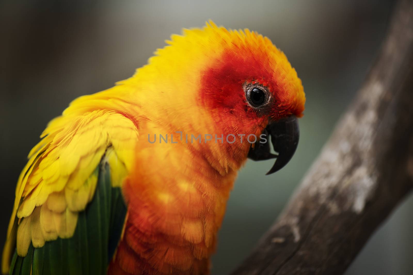 Close up of a bright coloured Sun Conure parrot.