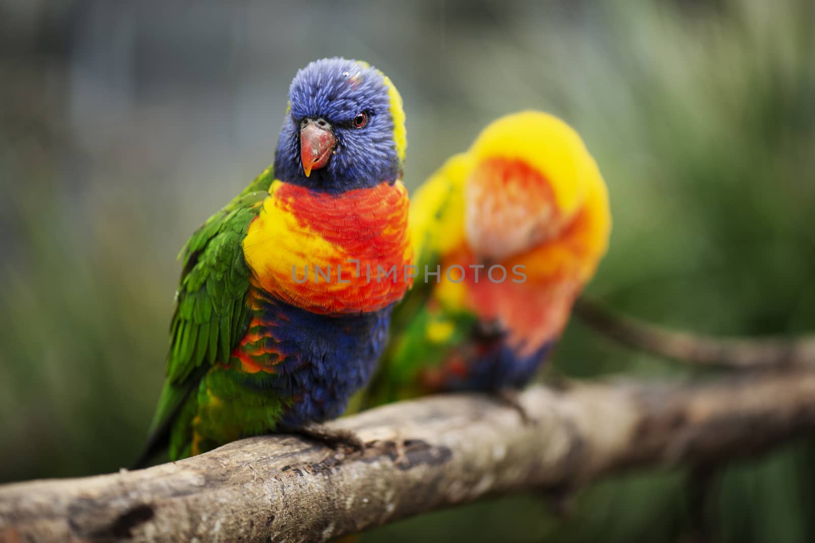 Rainbow lorikeet outside during the day. by artistrobd