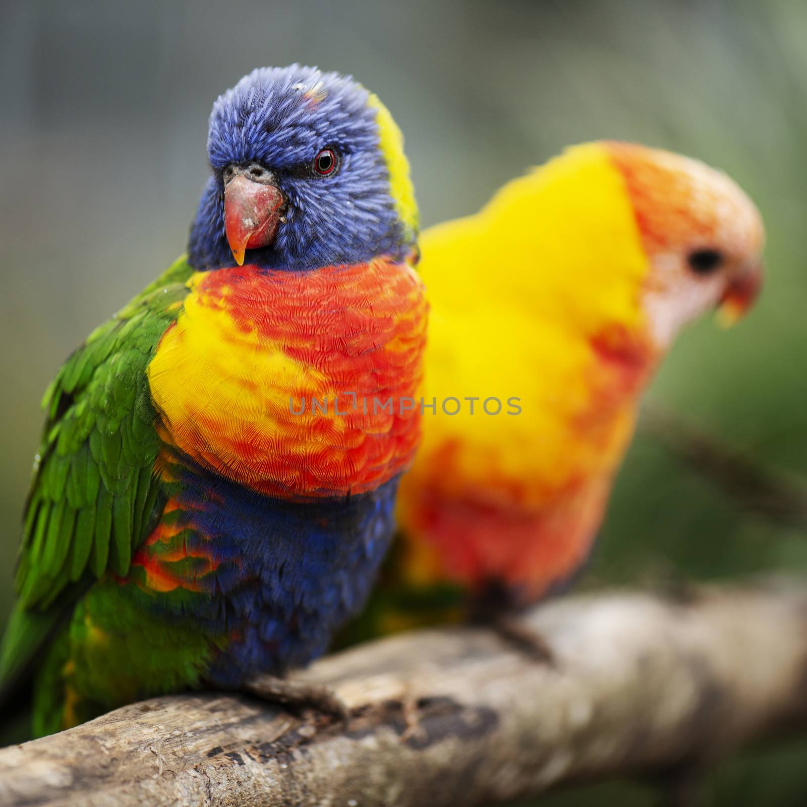 Rainbow lorikeet outside during the day. by artistrobd