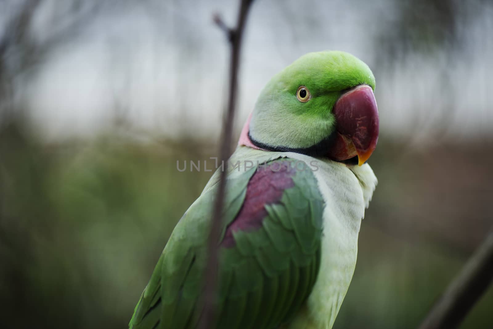 Close up of a King Parrot by artistrobd