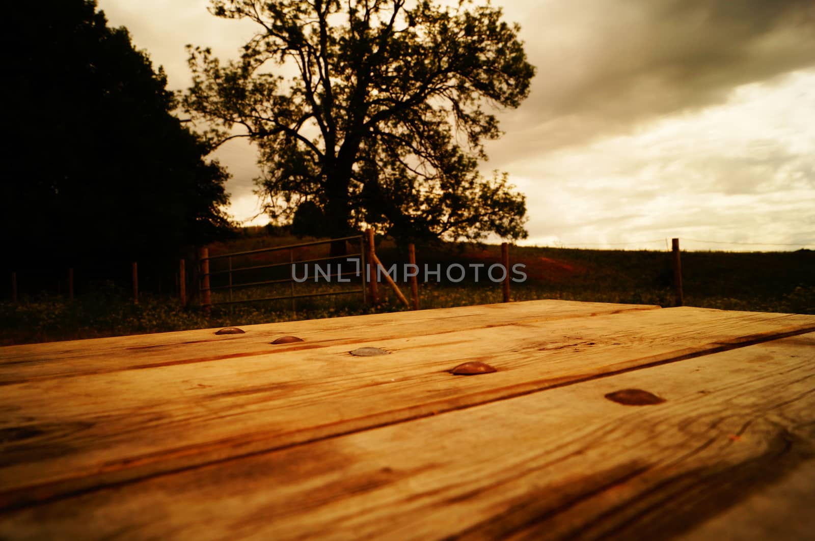 Bench and tree