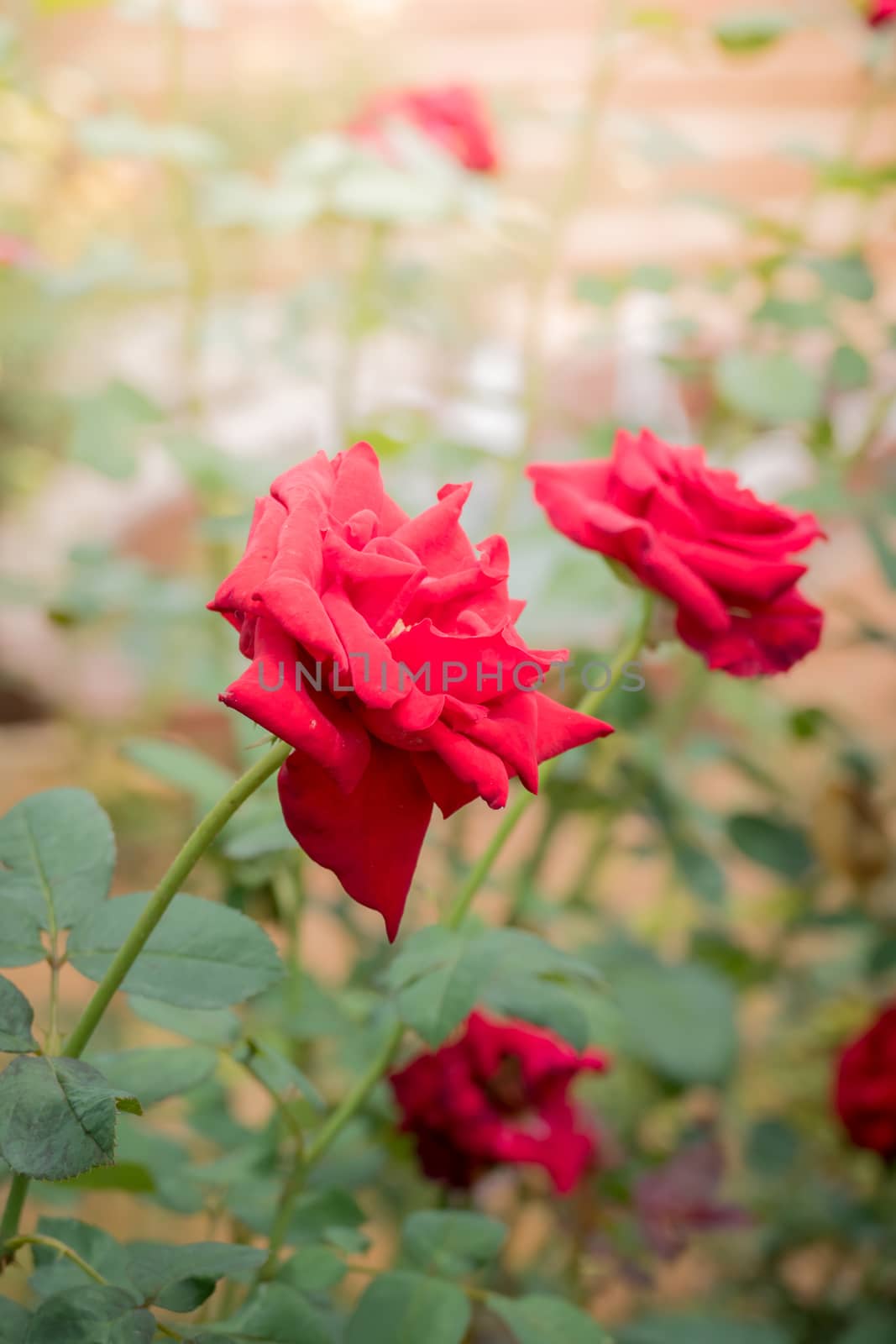 Roses in the garden, Roses are beautiful with a beautiful sunny day.