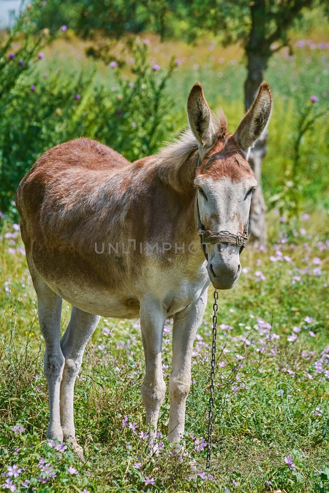 Donkey on the Pasture in a Countryside