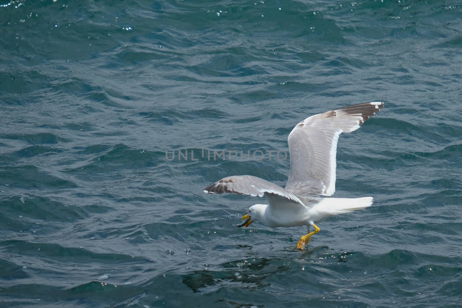 Seagull catching a fish in istanbul