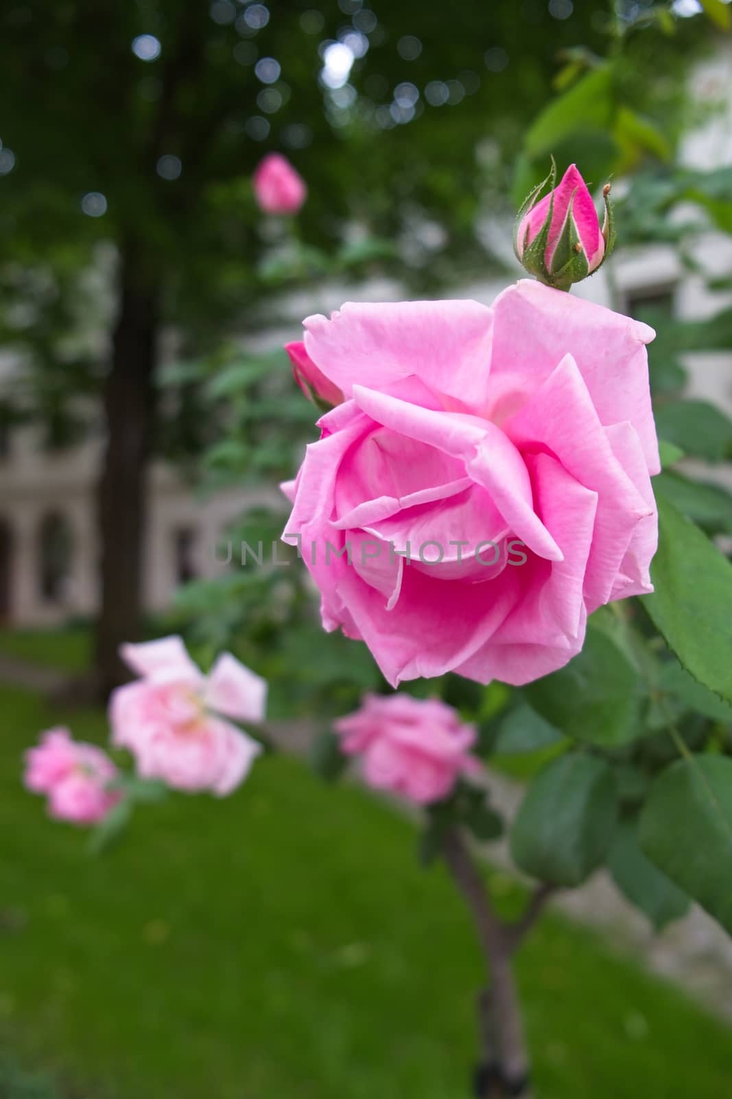 Pink Roses flowering in Istanbul by phil_bird