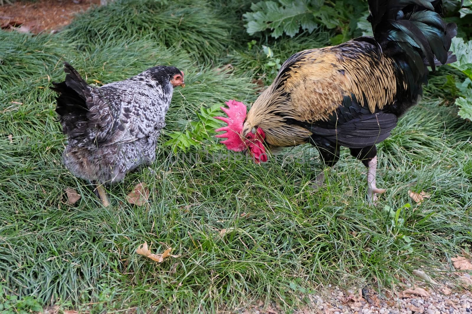 ISTANBUL, TURKEY - MAY 29 :  Chickens wandering freely around the grounds of Dolmabache Palace and Museum in Istanbul Turkey on May 29, 2018