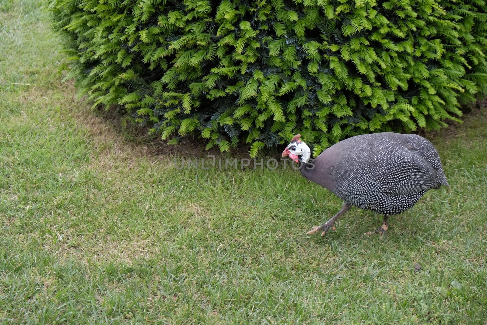ISTANBUL, TURKEY - MAY 29 :  Guinea Fowl wandering freely around the grounds of Dolmabache Palace and Museum in Istanbul Turkey on May 29, 2018 by phil_bird