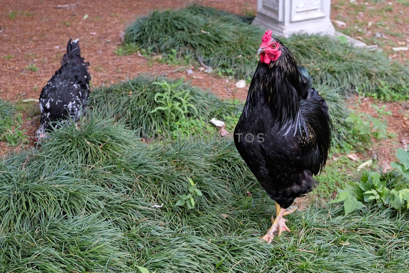 ISTANBUL, TURKEY - MAY 29 :  Chicken wandering freely around the grounds of Dolmabache Palace and Museum in Istanbul Turkey on May 29, 2018