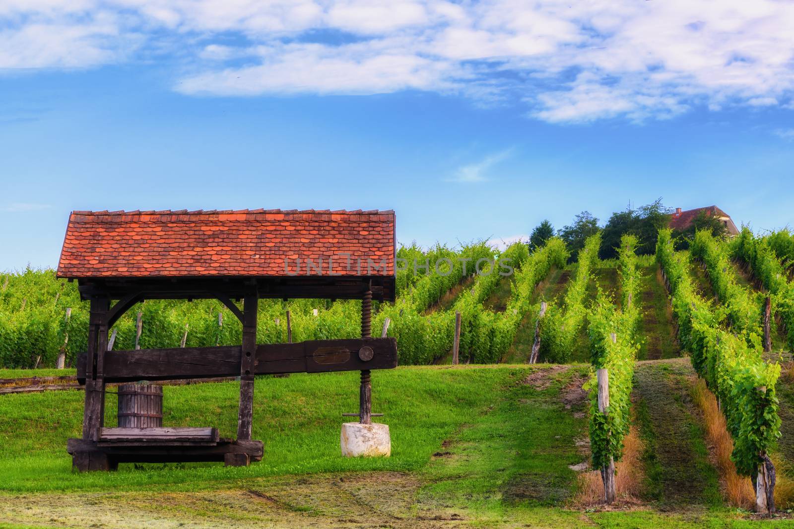 Traditional old grapes, vine press in vineyard, tourist attraction on the vine road in Slovenske Konjice, Slovenia