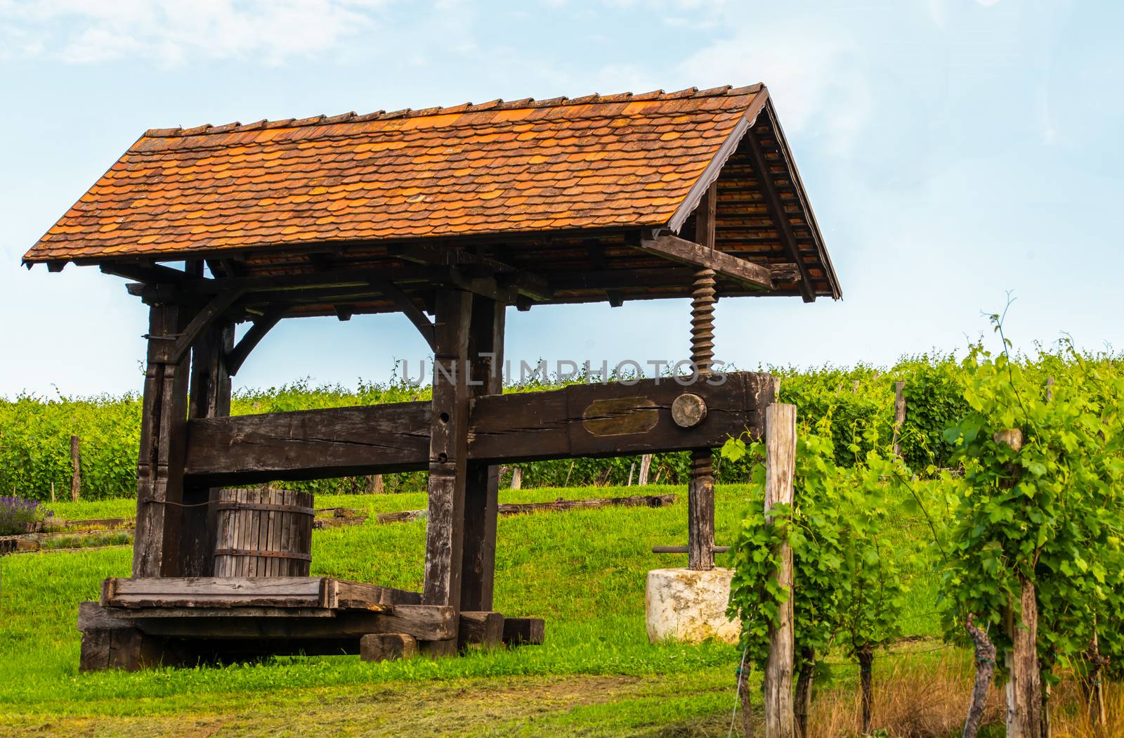 Traditional old grapes, vine press in vineyard by asafaric