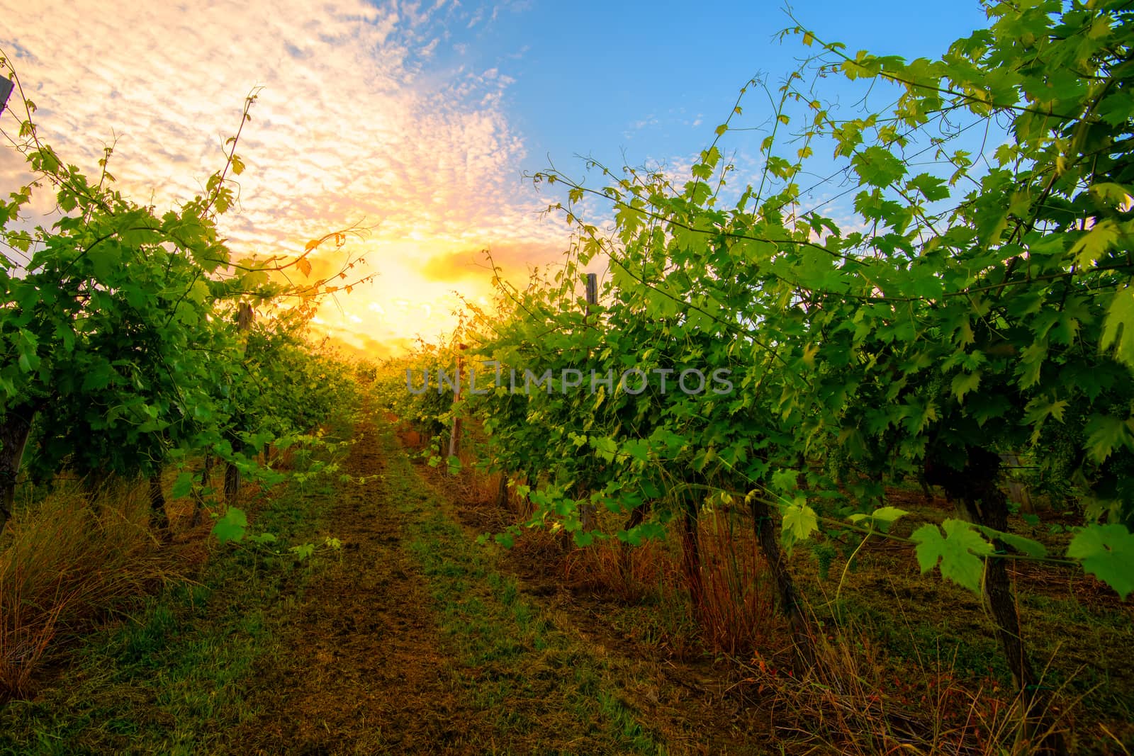 Sunrise in the vineyard in summer morning by asafaric