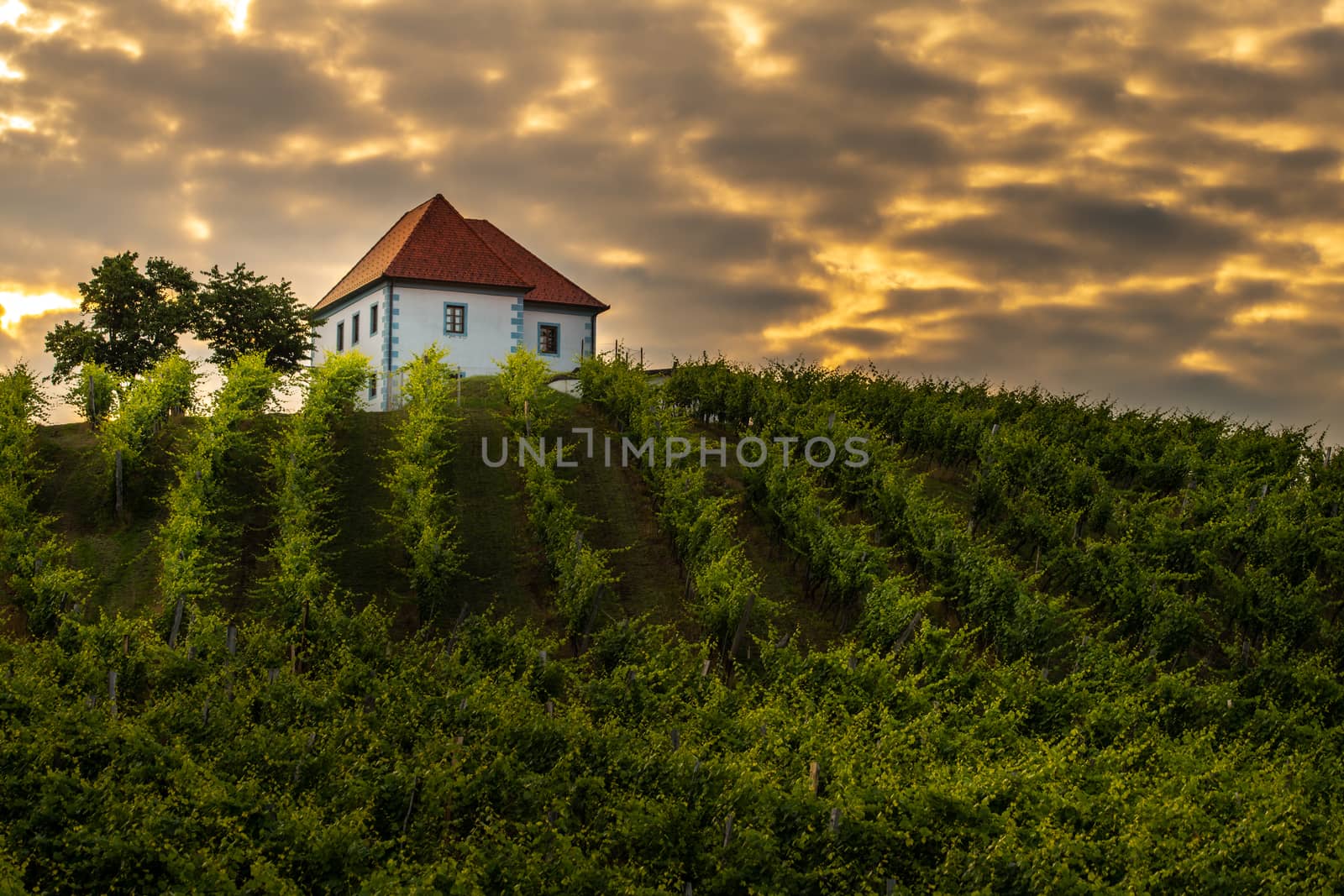 Vineyard with rows of grape vine in sunrise, sunset with old building, villa on top of the vine yard, traditional authentic European winery by asafaric