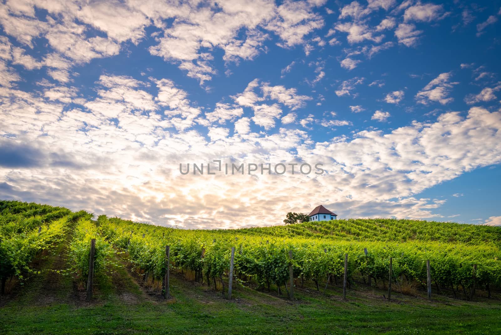 Vineyard with rows of grape vine in sunrise, sunset with old building, villa on top of the vine yard, traditional authentic European winery by asafaric