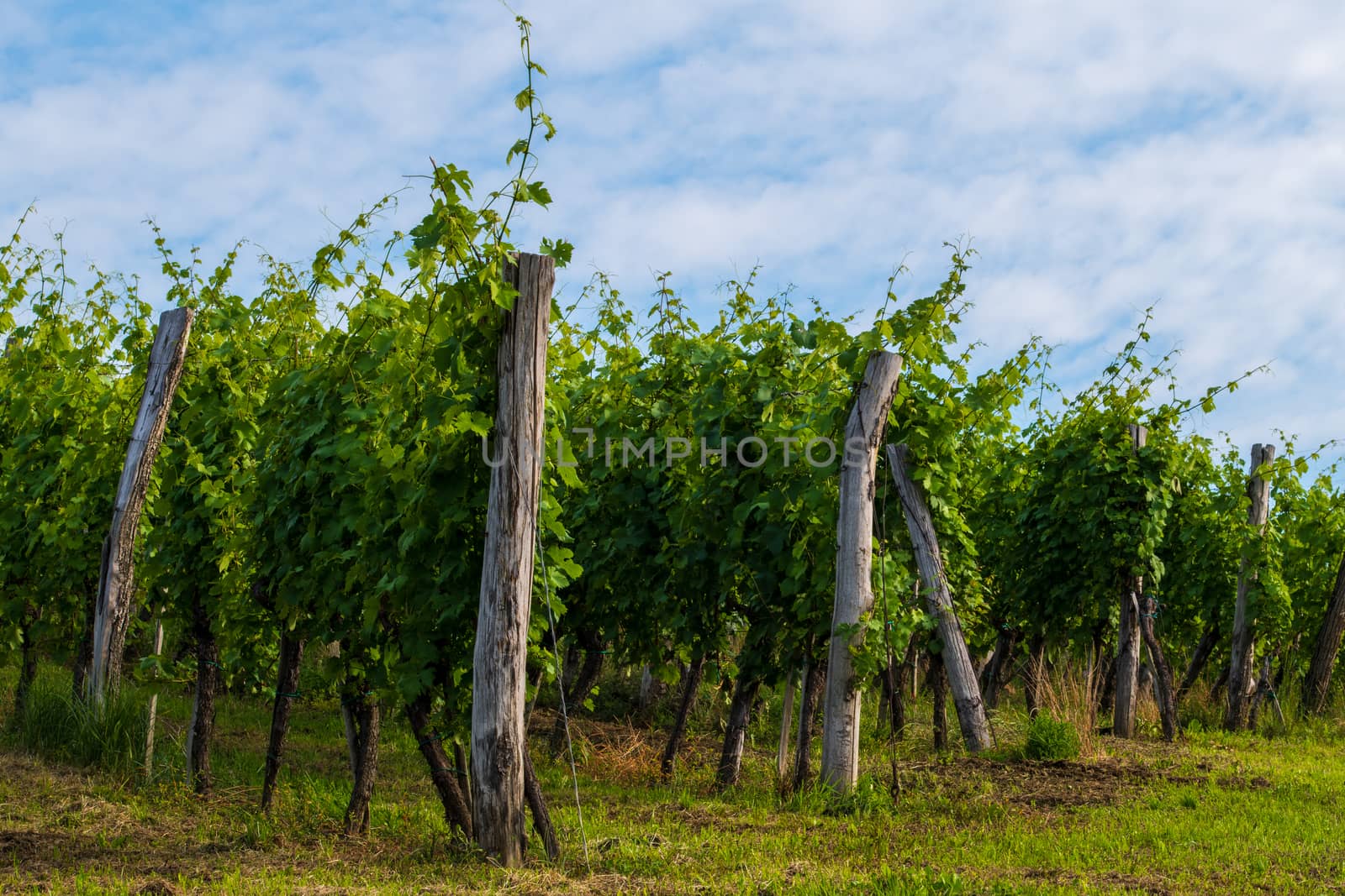 Vineyard in summer morning, grape vines planted in rows, Europe by asafaric