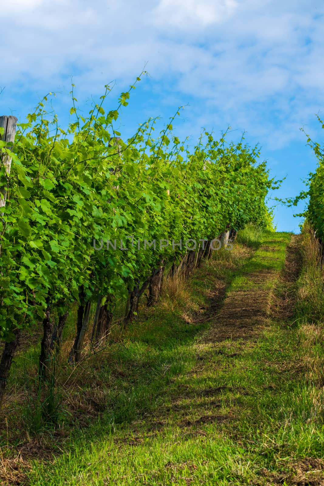 Vineyard in summer morning, grape vines planted in rows, Europe, european landscape, touristic and travel destination in rural countrzside