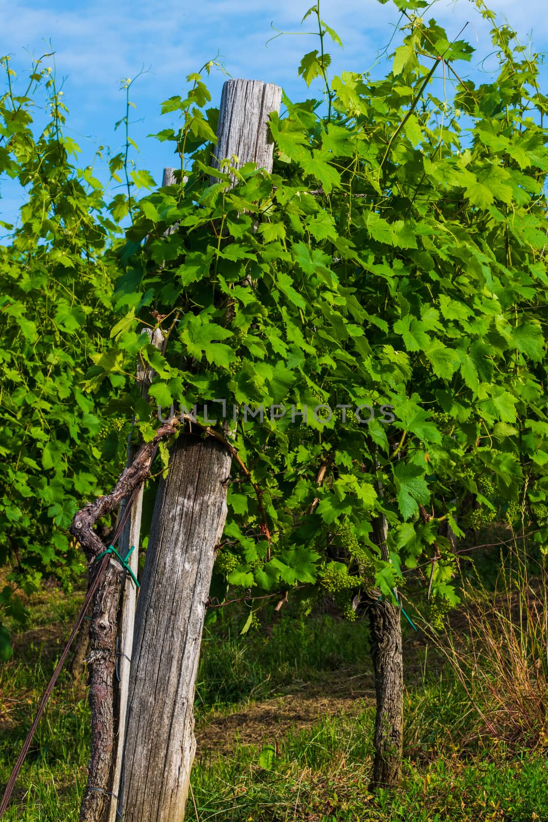 Vineyard in summer morning, grape vines planted in rows, Europe, european landscape, touristic and travel destination in rural countrzside