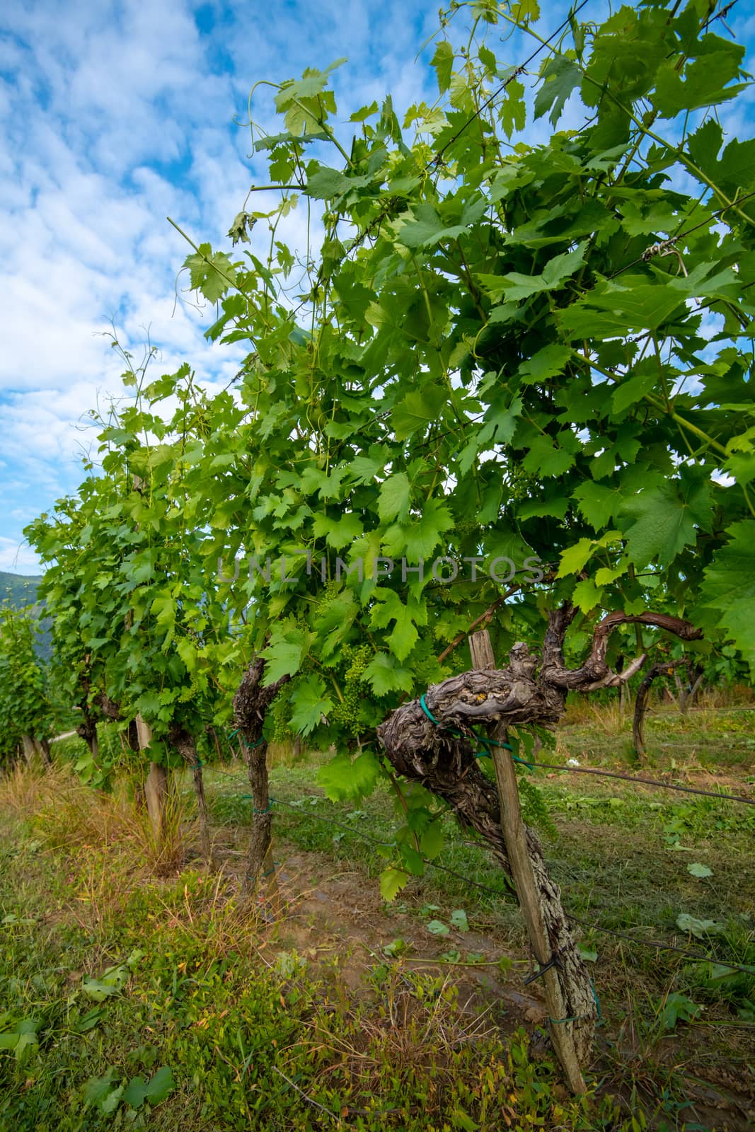 Vineyard in summer morning, grape vines planted in rows, Europe, european landscape, touristic and travel destination in rural countrzside