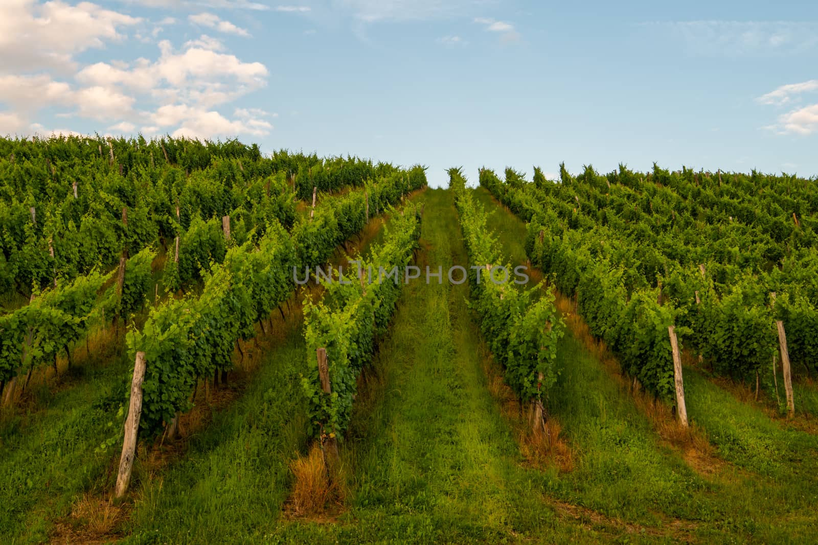 vineyard in summer morning by asafaric