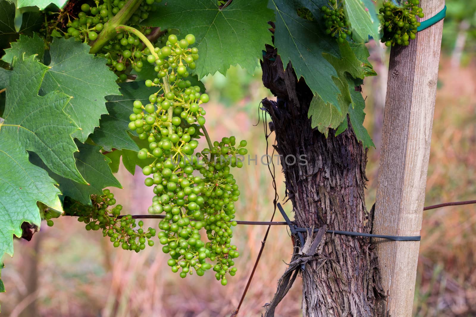 Green, unripe, young wine grapes in vineyard, early summer, close-up, grapes growing on vines in vine yard, Europe