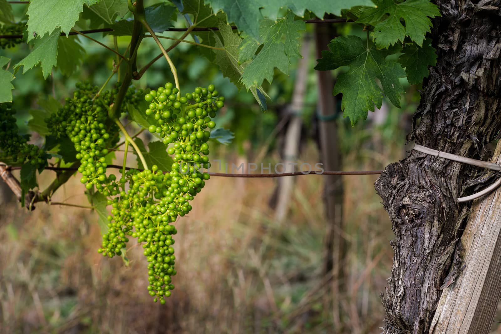 Green, unripe, young wine grapes in vineyard, early summer, close-up, grapes growing on vines in vine yard, Europe