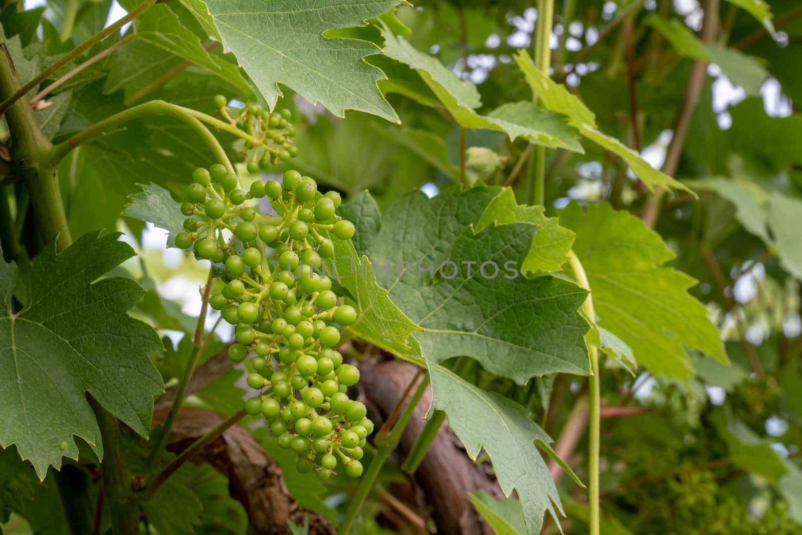 Green, unripe, young wine grapes in vineyard, early summer, close-up by asafaric