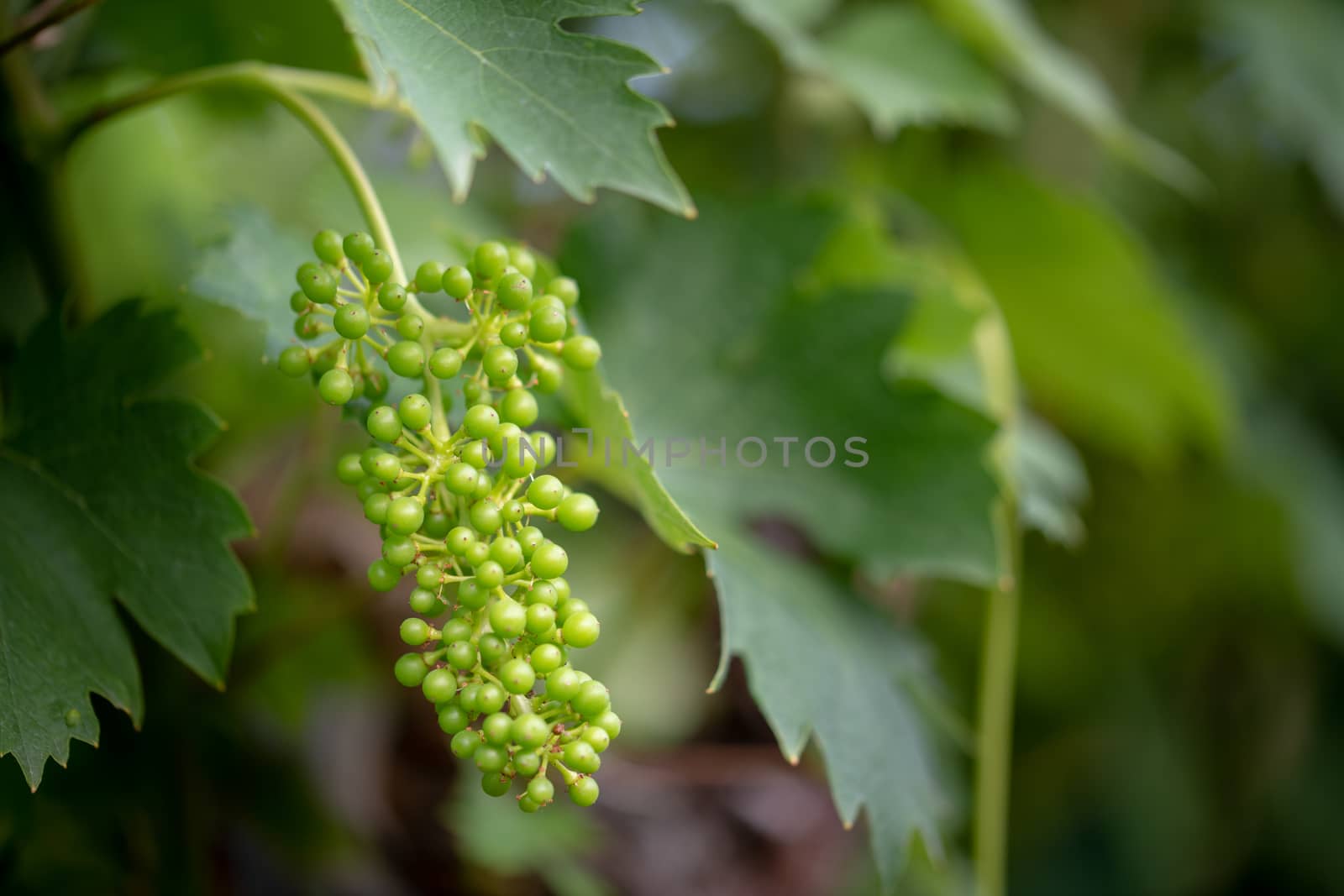 Green, unripe, young wine grapes in vineyard, early summer, close-up, grapes growing on vines in vine yard, Europe