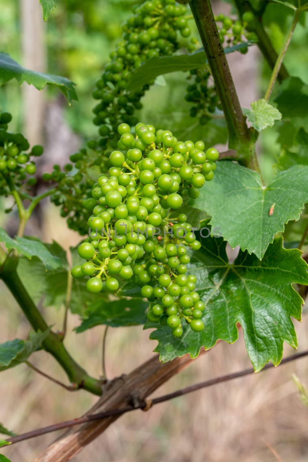 Green, unripe, young wine grapes in vineyard, early summer, close-up by asafaric