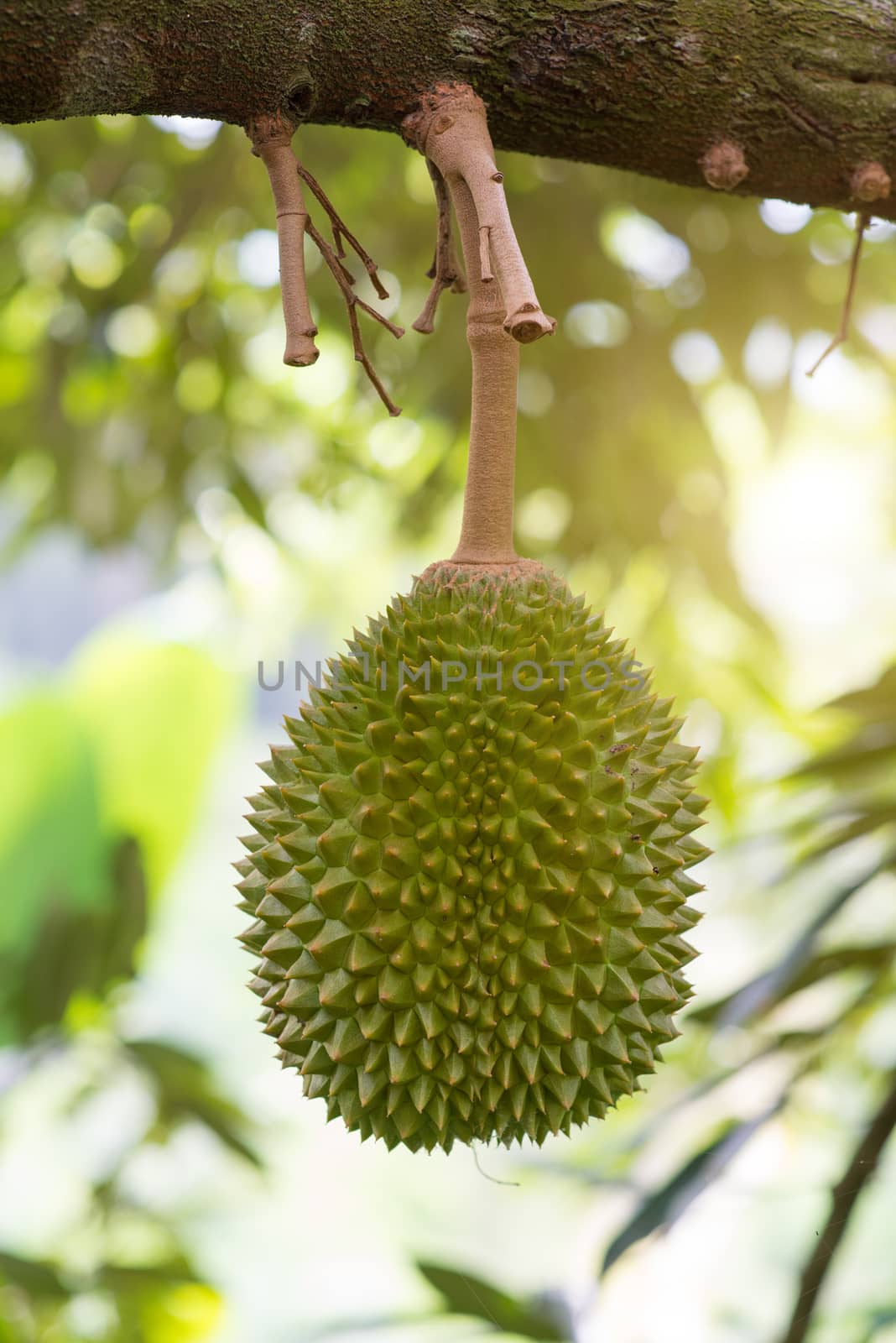 Fresh tropical fruit musang king durian on tree in orchard.