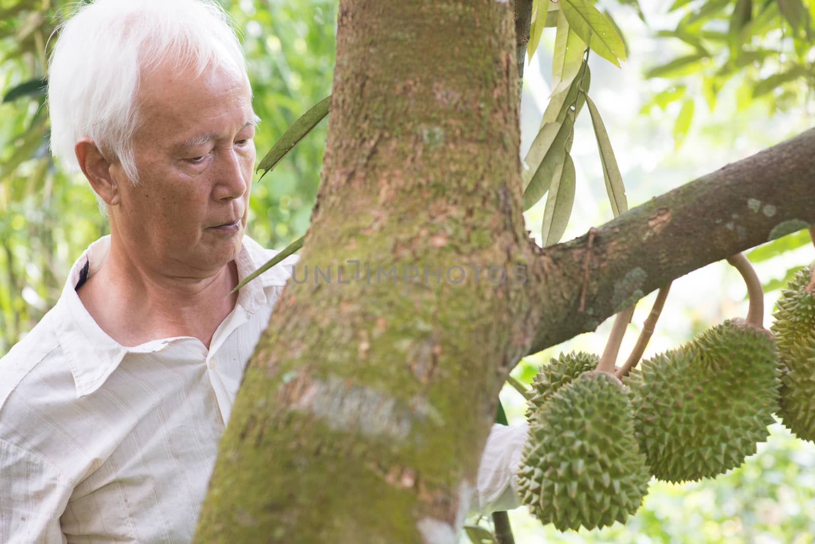 Asian farm worker checking on durian tree in orchard.