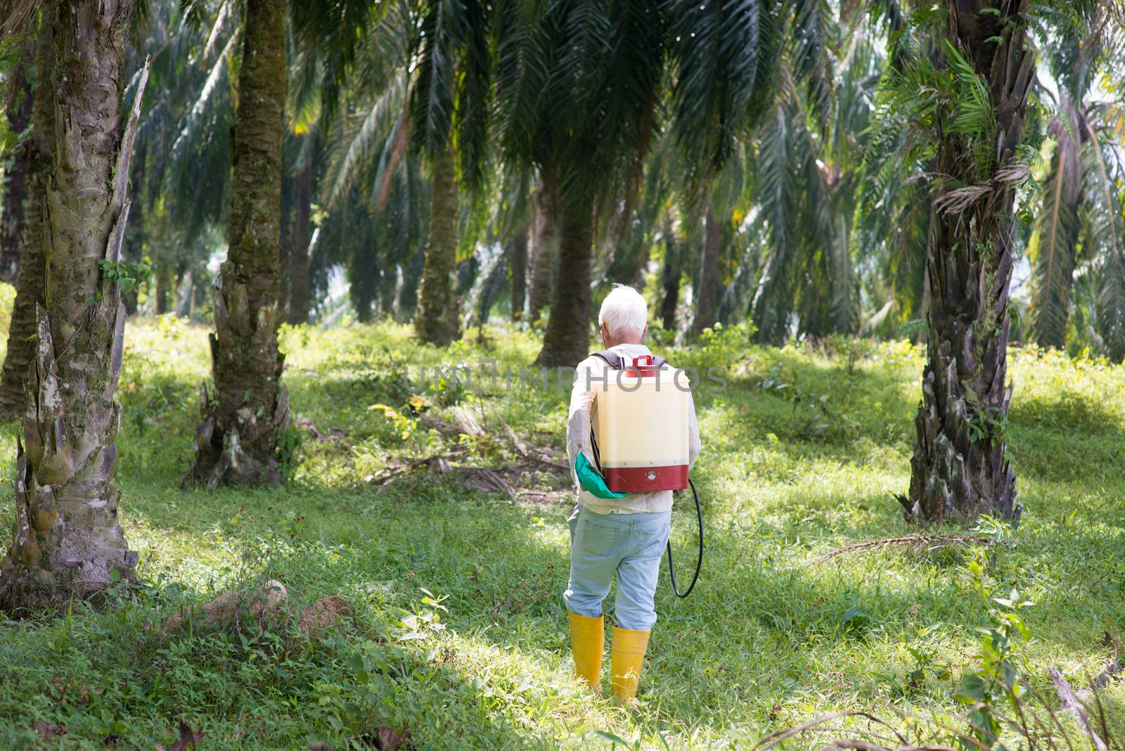 Palm oil worker spraying herbicides at plantation