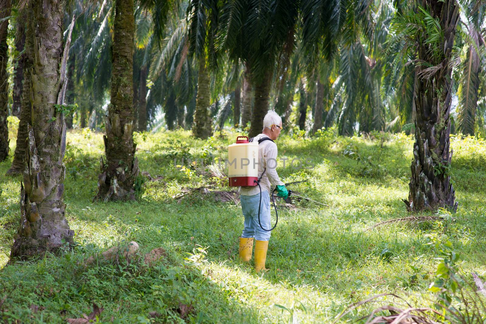 Worker is poisoning weeds in oil palm plantations