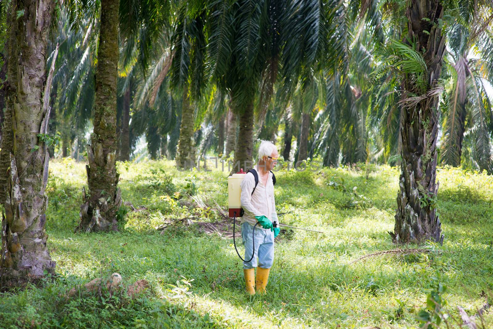 spraying herbicides at oil palm by szefei
