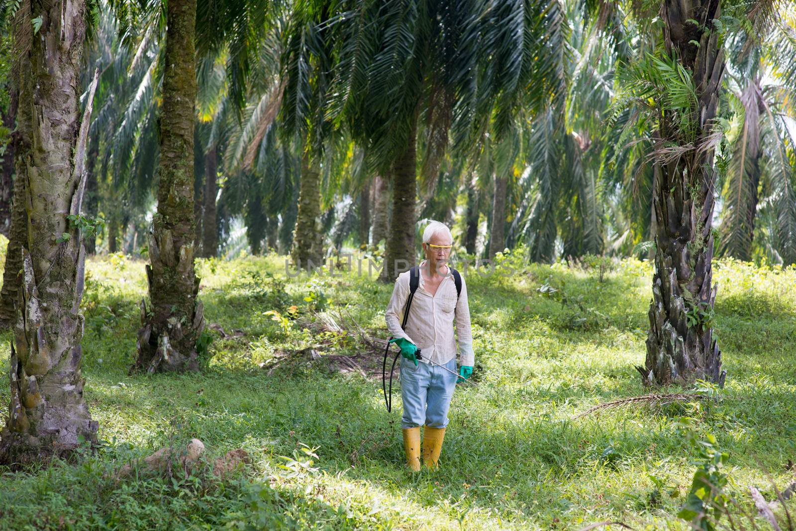 Palm oil worker spraying herbicides to poisoning weeds at plantation