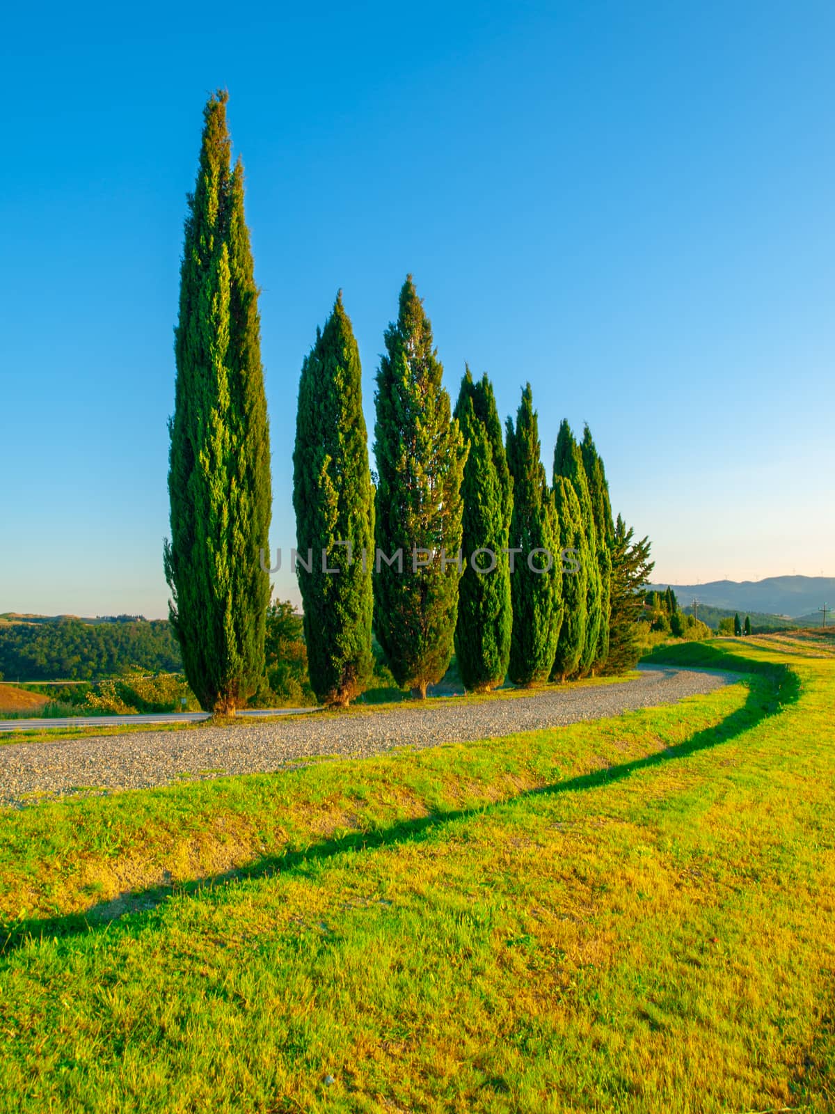 Country road with row of cypresses. Landscape of Tuscany, Italy.