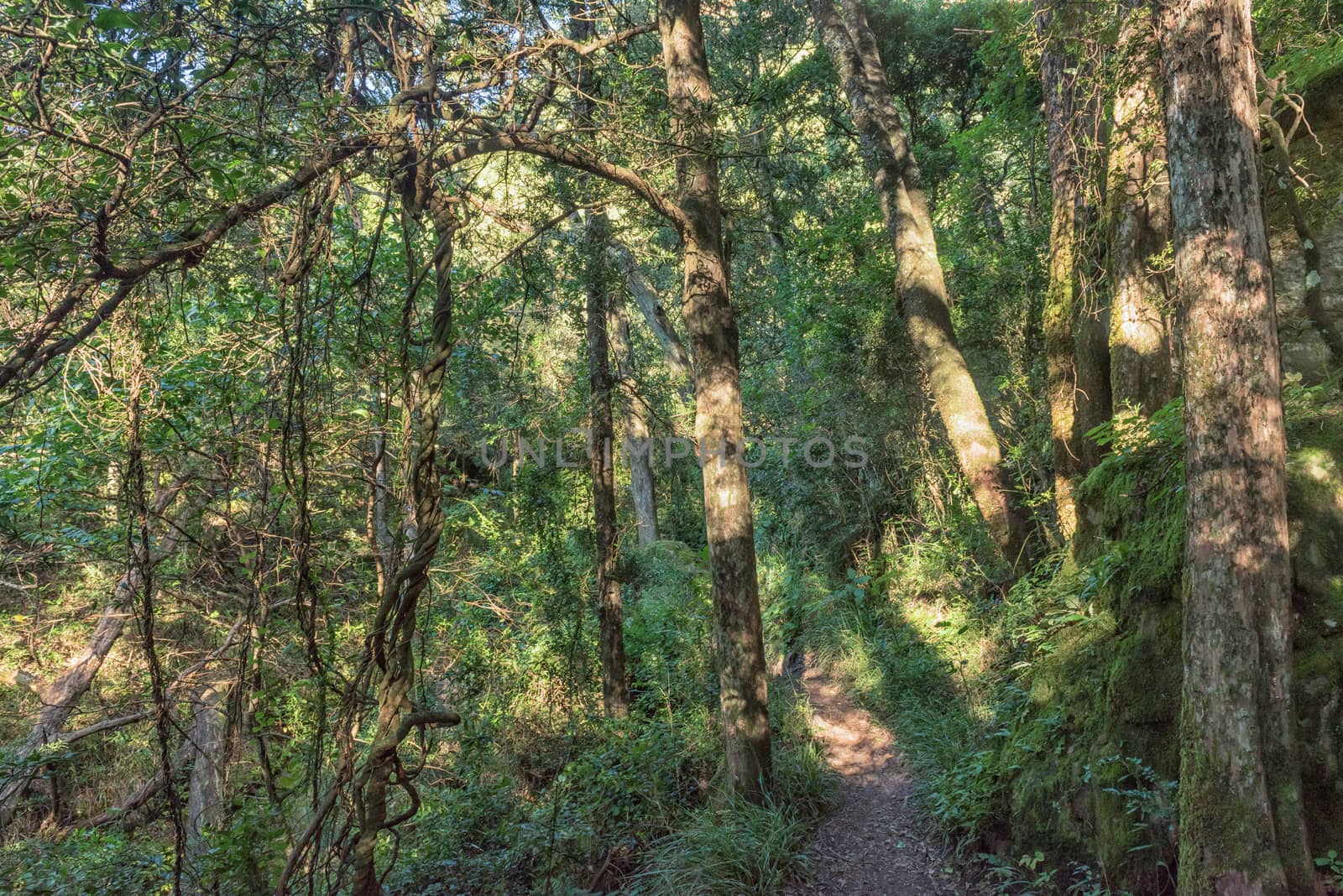 A forest on the Tugela Gorge hiking trail in the  Kwazulu-Natal Drakensberg