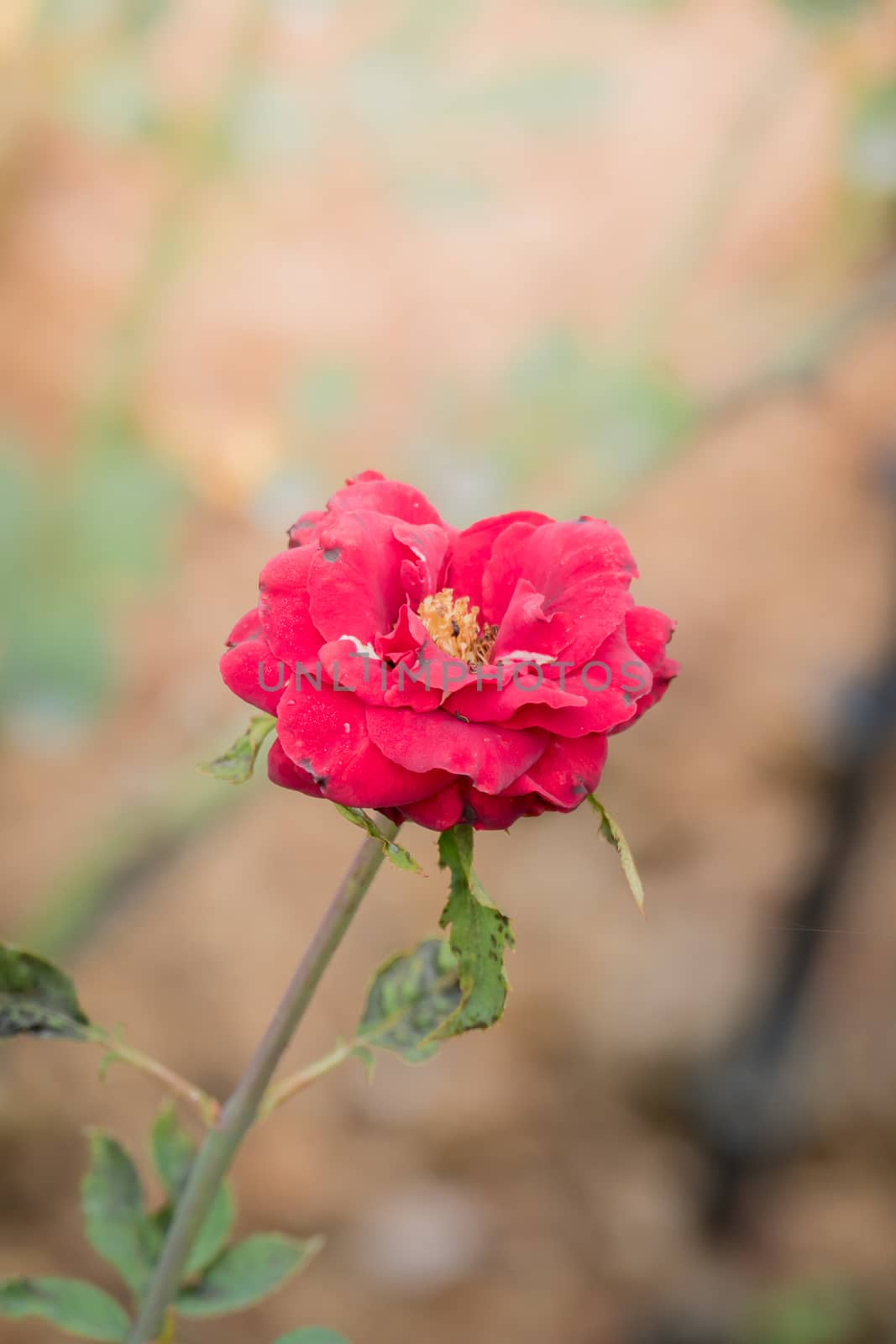 Roses in the garden  by teerawit