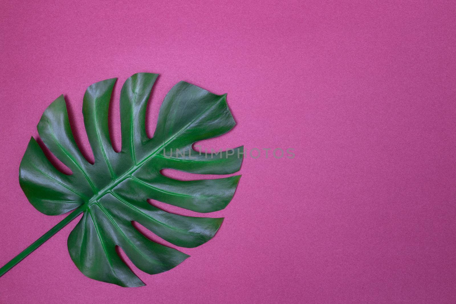Dark green Monstera palm leaf on purple background, with copy space. Tropical theme.