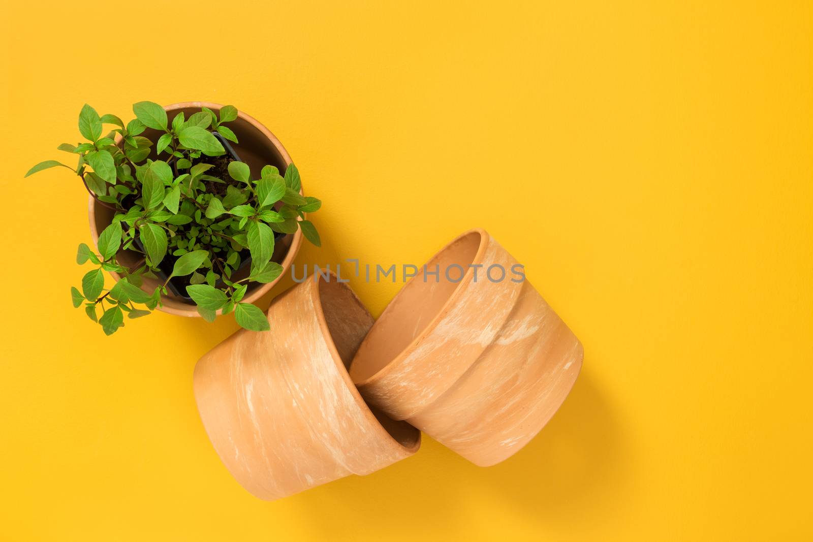 Basil plant growing in a pot. Kitchen herbs and clay pots on yellow background.