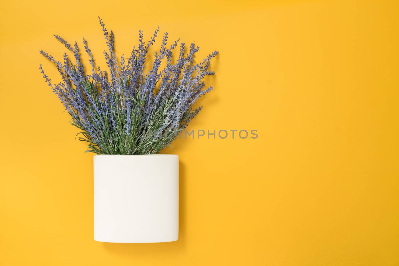 Blue lavender in square white vase by anikasalsera
