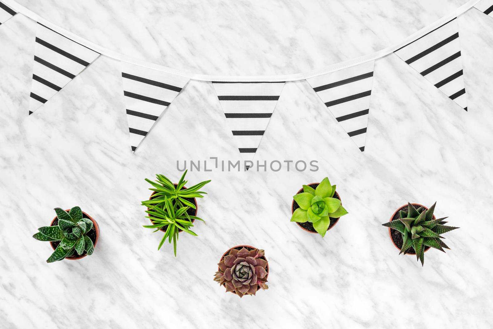 Succulent plants and stripped pennants on marble background. Modern home decor.