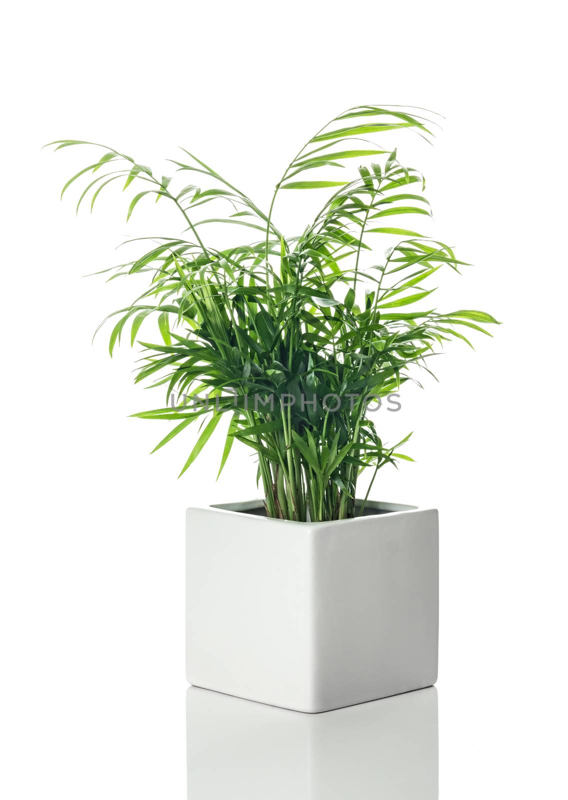 Beautiful Parlor palm in a white ceramic pot, with reflection, on white background.