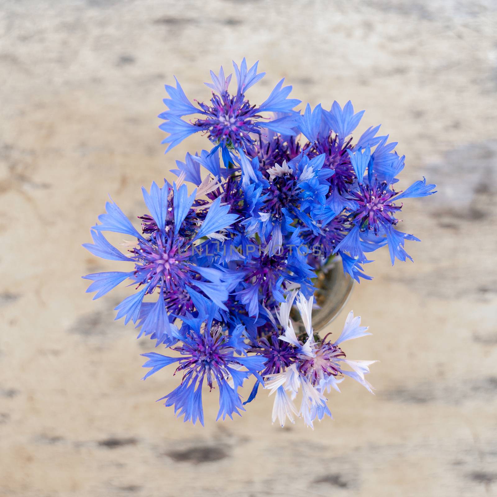 Top view of blue cornflower, Centaurea cyanus, on wooden table background bokeh.